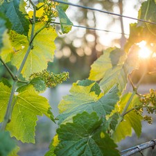 Crittenden Wholesale Garden Party 2018