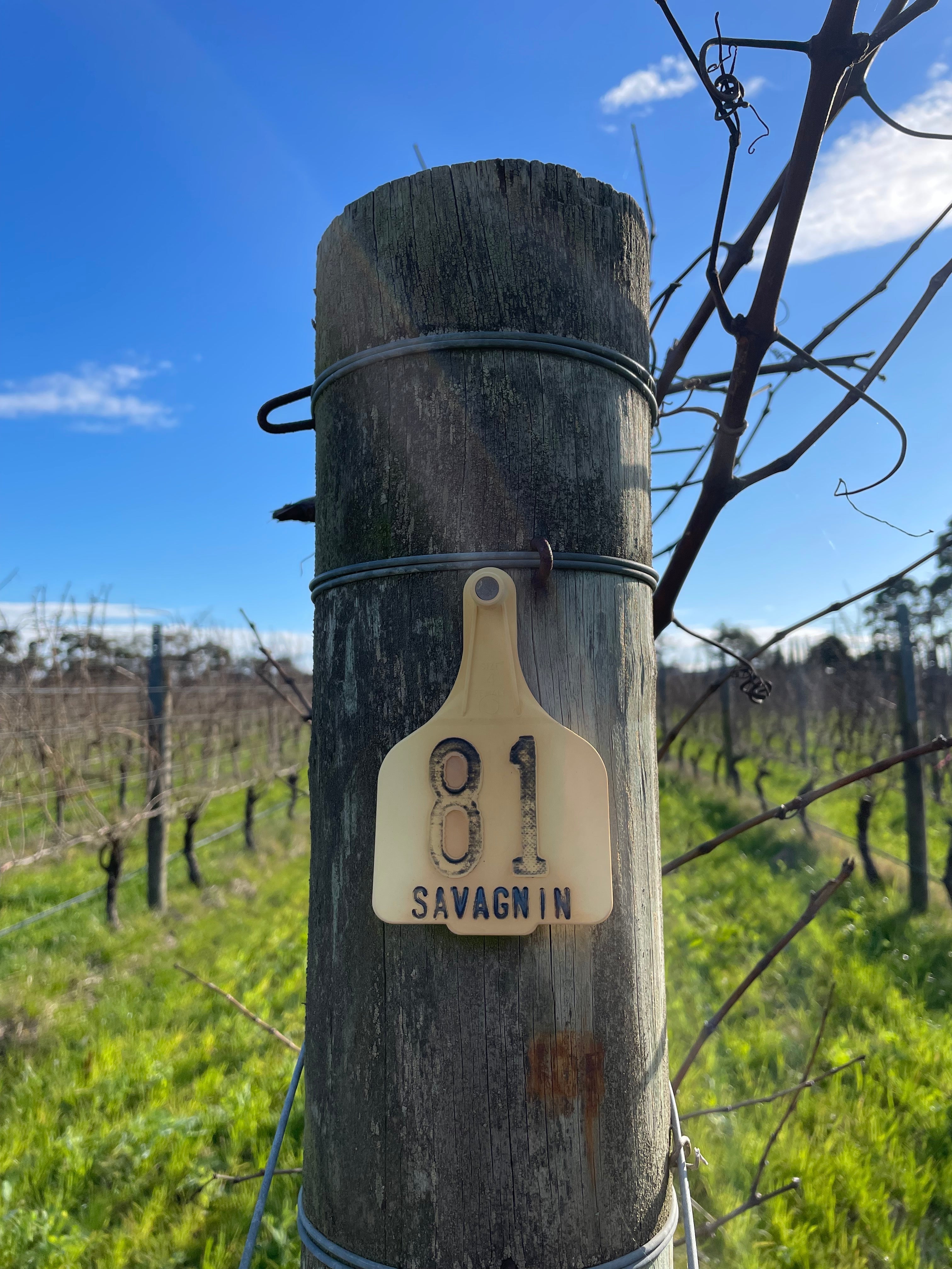 Coming out from under the veil - a decade of Australia's vin jaune