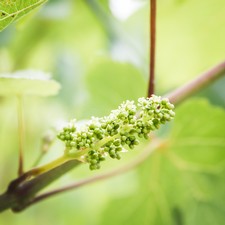 Wine Alliance Garden Party 2019