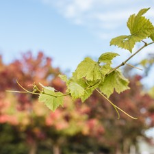 The Autumn Twelve