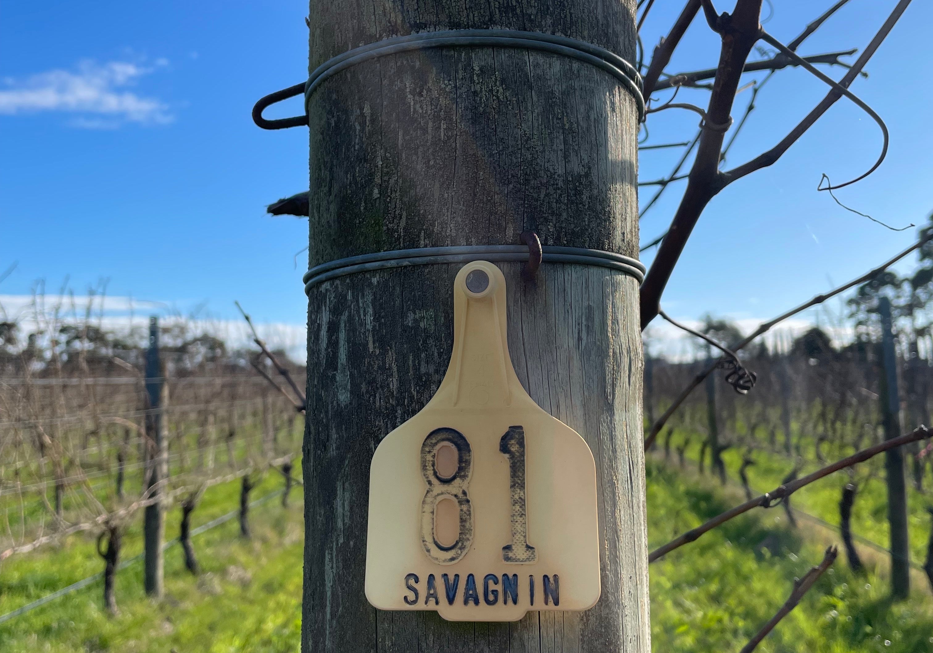 Coming out from under the veil - a decade of Australia's vin jaune