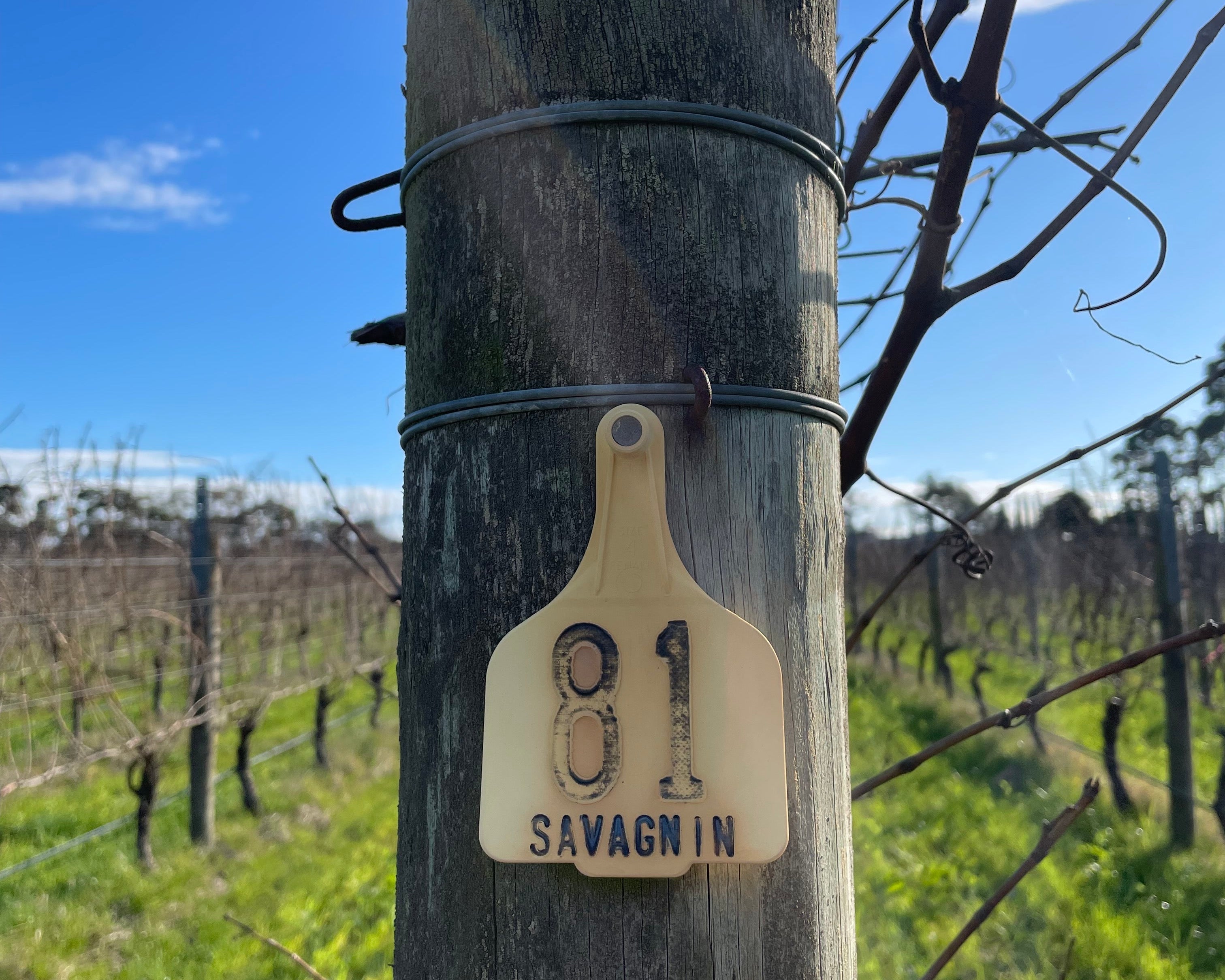 Coming out from under the veil - a decade of Australia's vin jaune