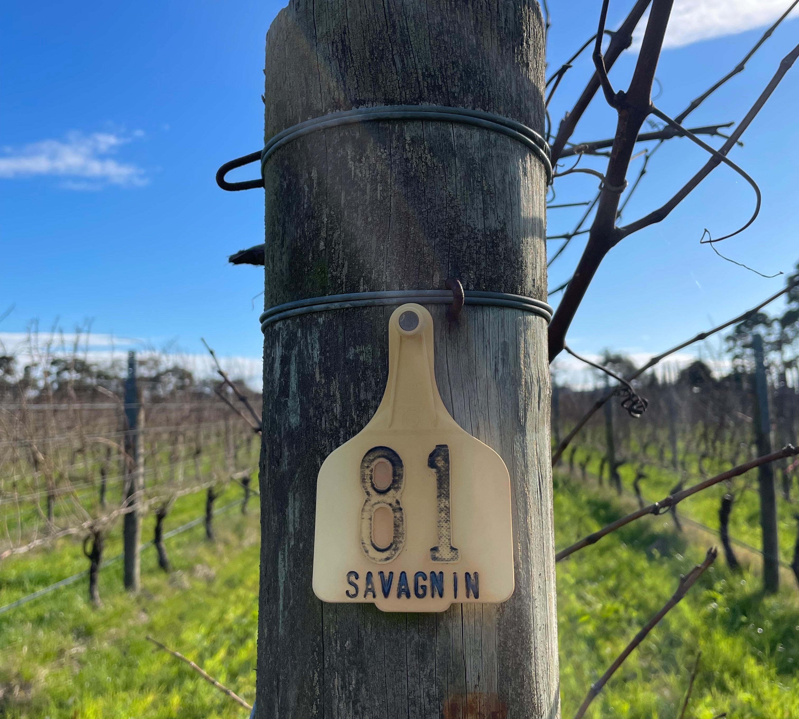 Coming out from under the veil - a decade of Australia's vin jaune