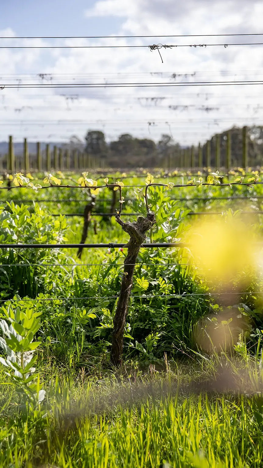 Vineyard showing Crittenden's best old vines at budburst in Mornington Peninsula