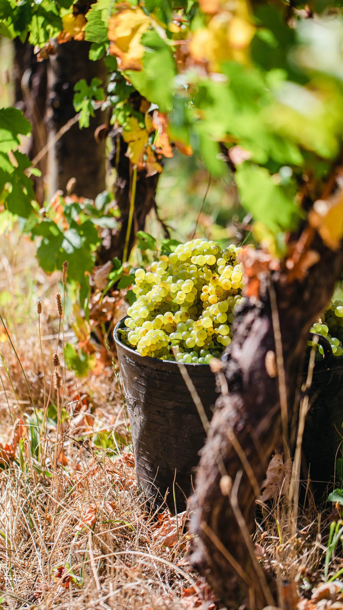 Bucket of sustainably farmed Chardonnay grapes at Crittenden's Mornington Peninsula vineyard