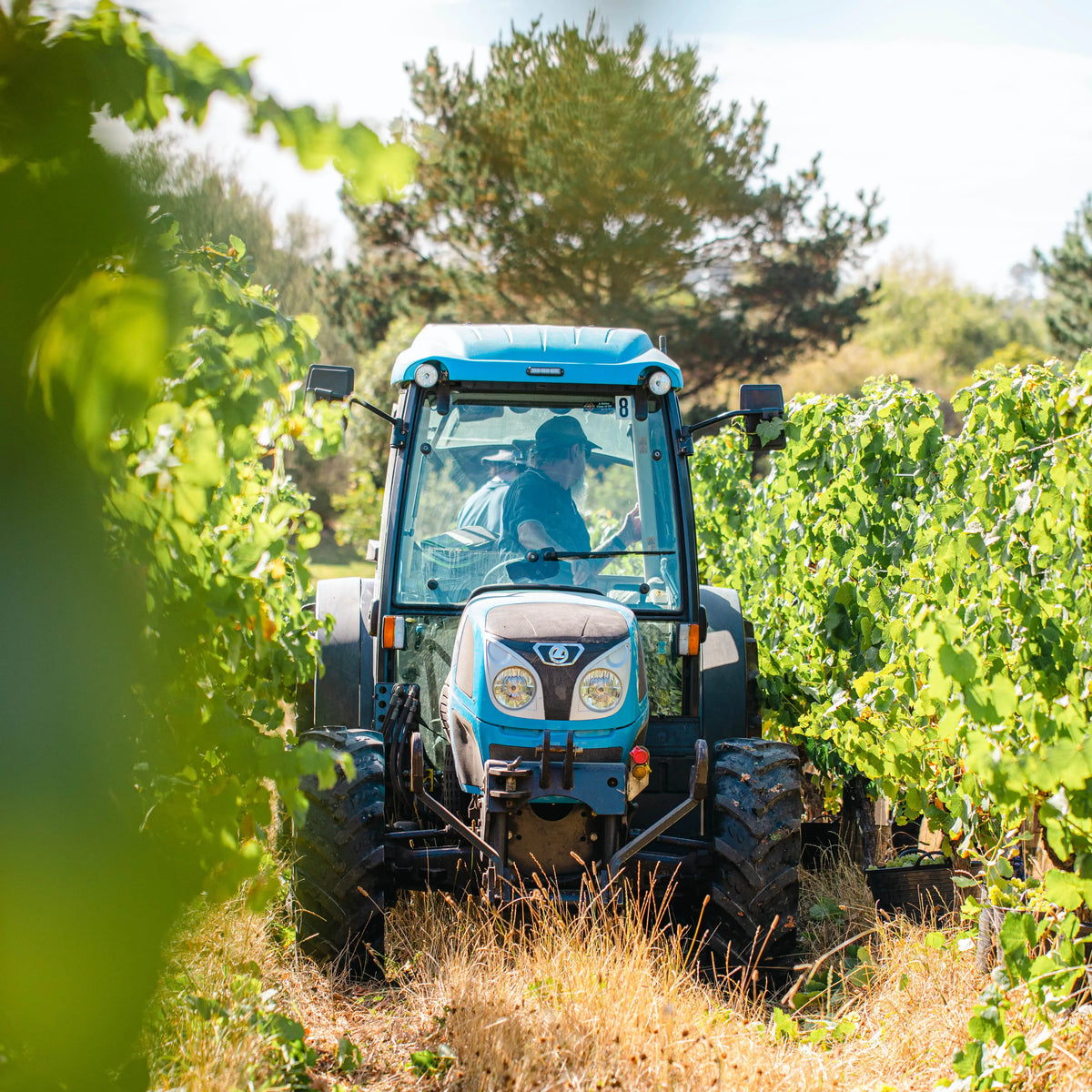 Tractor driving through Crittenden's sustainably farmed vineyard with trees in the background