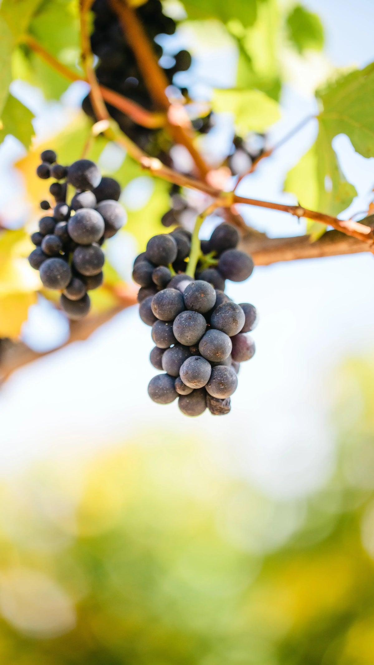 Close-up of sustainably farmed Pinot Noir grapes on a vine at Crittenden blurred natural background