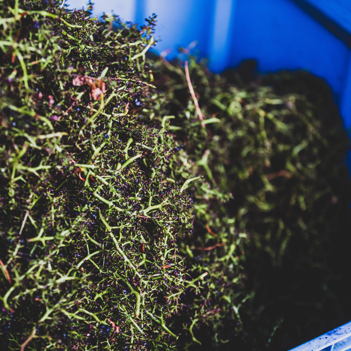 Close-up of sustainably farmed Pinot Noir stalks after being processed into Mornington Peninsula's best Pinot Noir