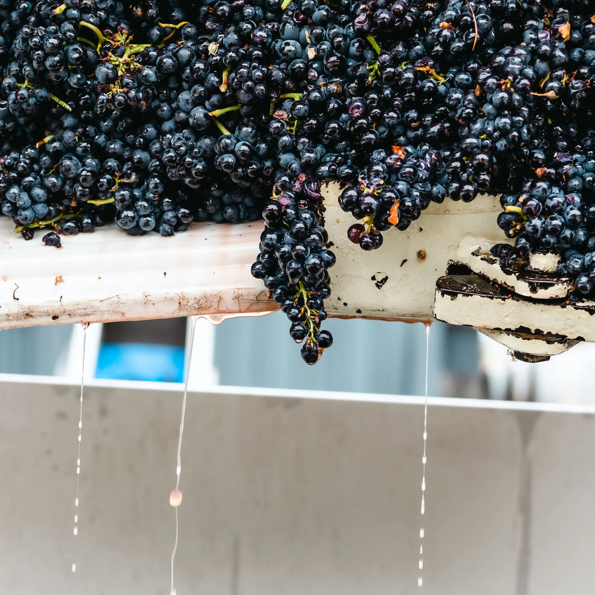 Close-up of sustainably farmed Pinot Noir grapes in a container with a blurred background