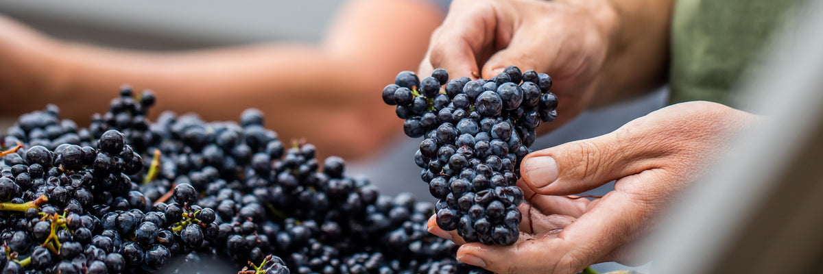 Hands holding a freshly picked bunch of red grapes during vintage