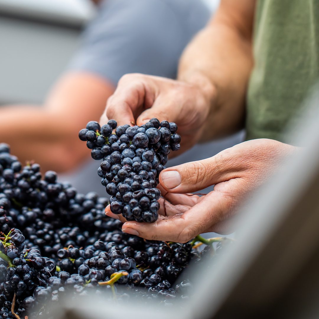 Hands holding a freshly picked bunch of red grapes during vintage