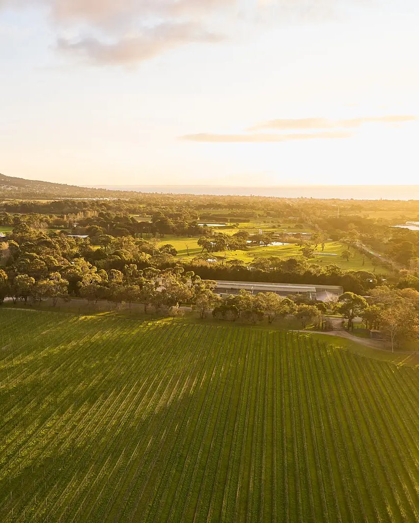 Aerial view of vineyard rows at sunset, with farmland and trees stretching to the sea